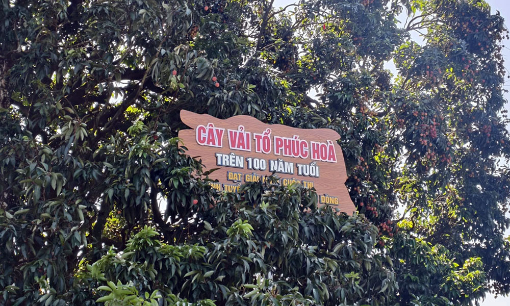 Century-old ancestral lychee tree draws visitors in Bac Ninh